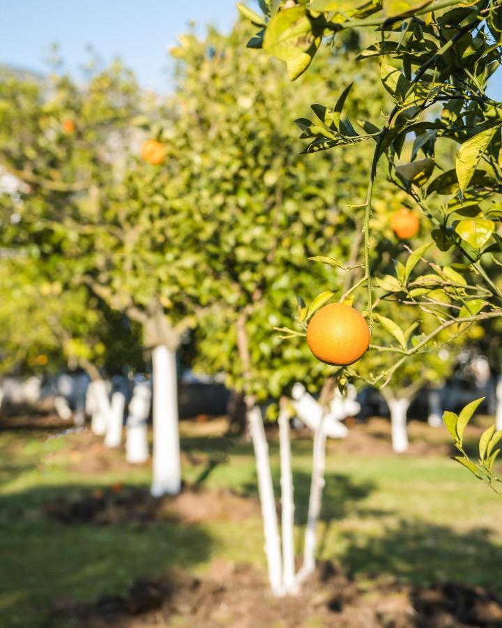 Oase Garden Hotel Çıralı Luaran gambar